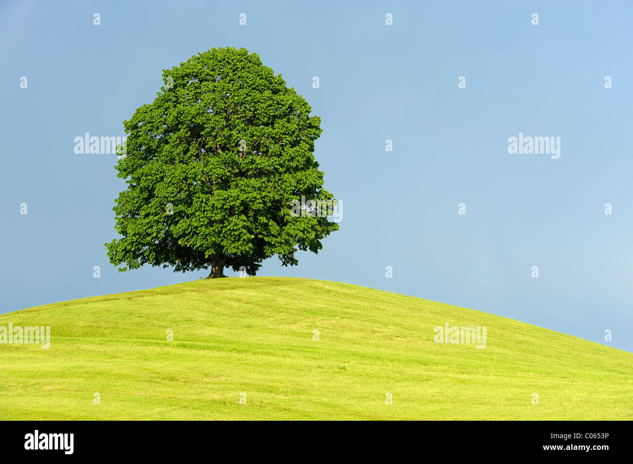 Linden (Tilia) stehend auf einem Hügel vor sammeln Gewitterwolken, Hirzel, Zürich, Schweiz, Europa Stockfoto