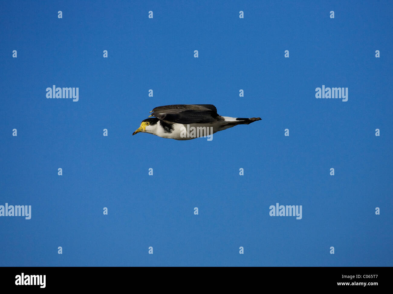 Maskierte Kiebitz Sporn-winged Plover (Vanellus Novaehollandiae) Stockfoto