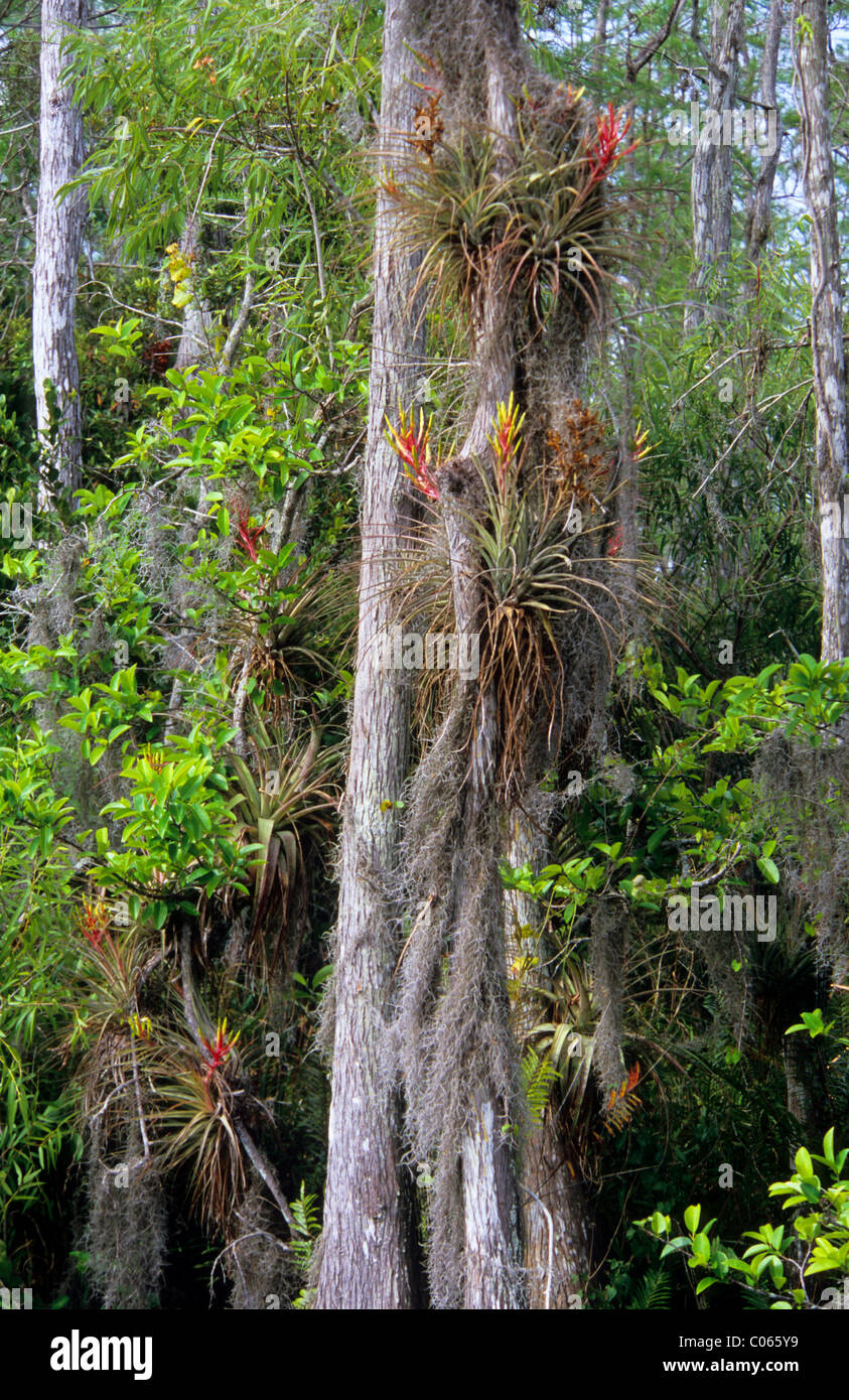 Baldcypress, kahle Zypresse oder Sumpf-Zypresse (Taxodium Distichum) und Tillandsien (Tillandsia spec.) in den Everglades, Florida Stockfoto