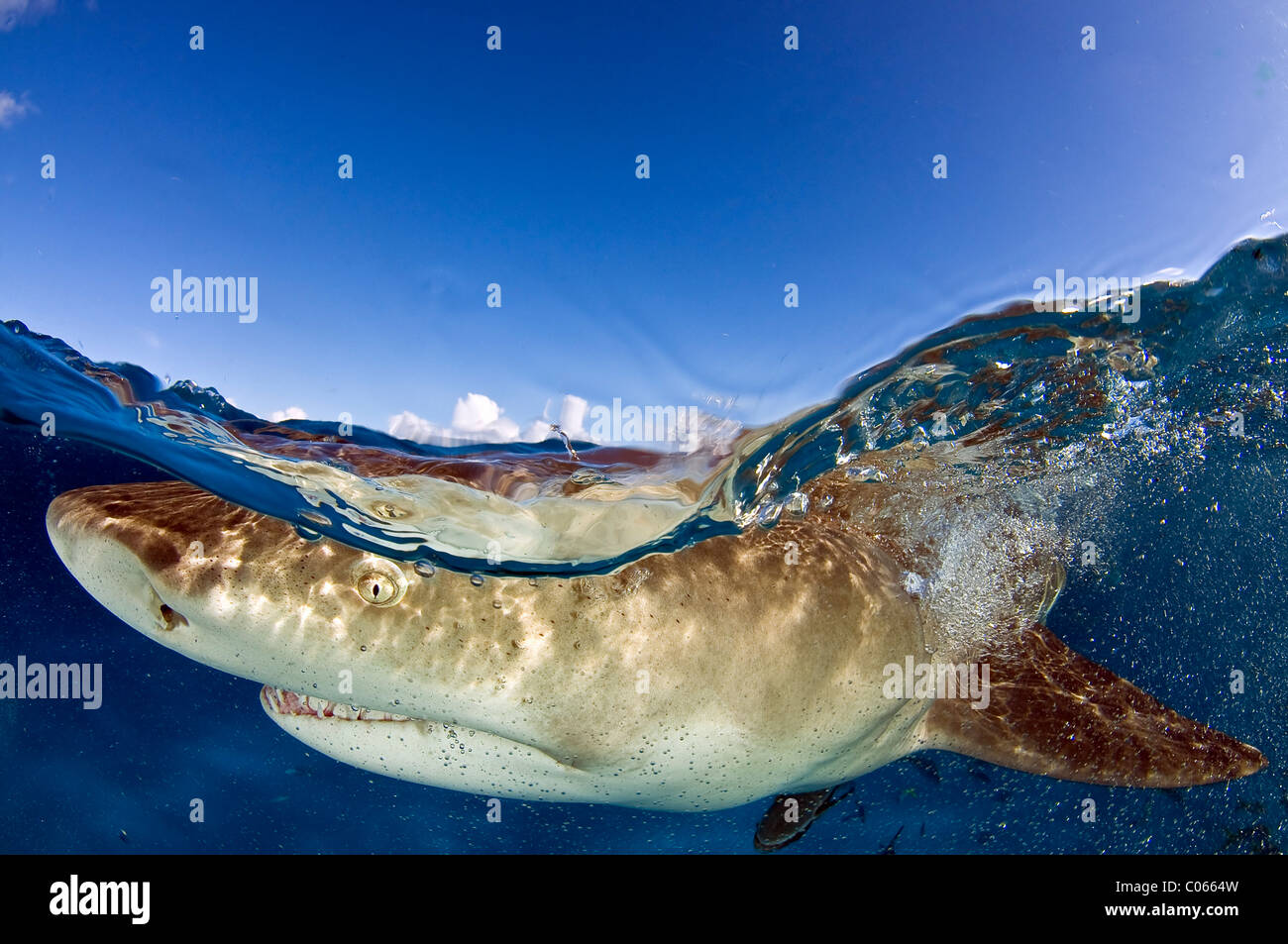 Zitrone Hai schwimmen nahe an der Oberfläche, Bahamas Stockfoto