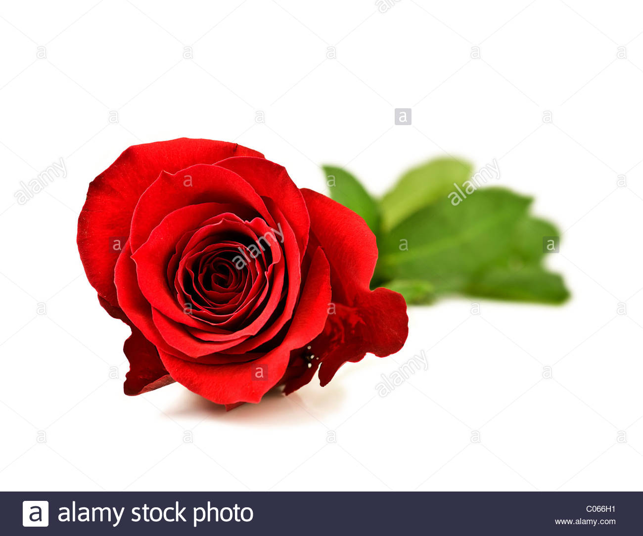 Single White Rose Stockfotos & Single White Rose Bilder - Alamy