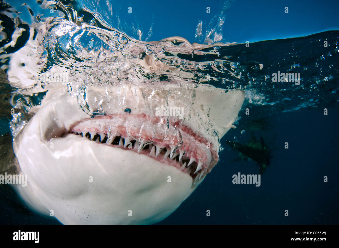 Zitrone Hai fangen an der Oberfläche des Wassers, Bahamas Stockfoto