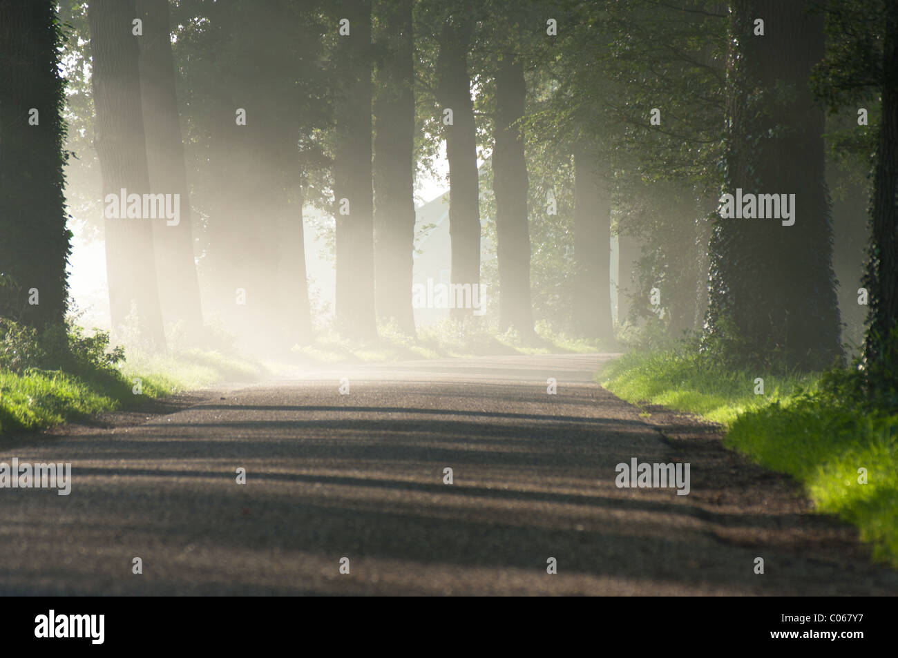 Sonne scheint wahr die Bäume an einem frühen Herbstmorgen Stockfoto