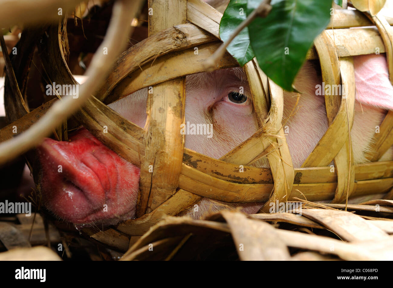 Leiden Hausschwein in Transport-Korb, Vietnam, Asien Stockfoto