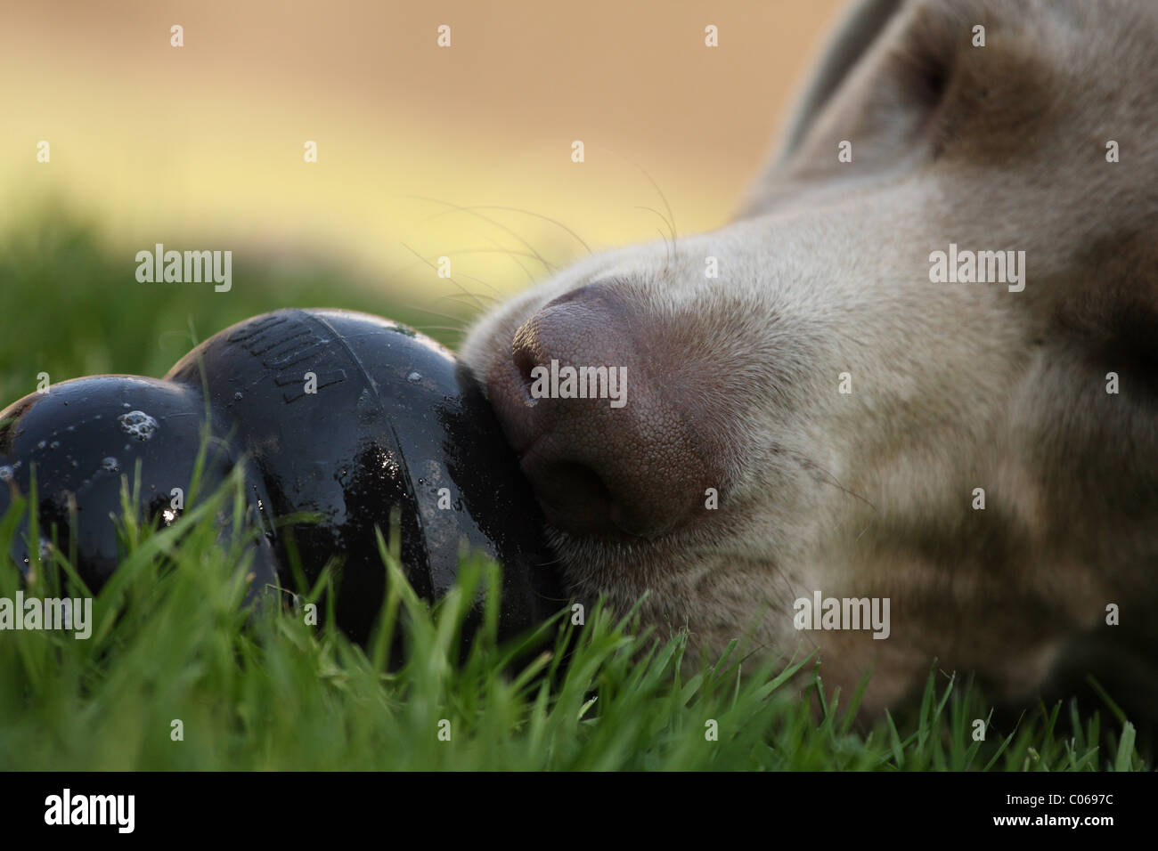 Weimaraner Stockfoto