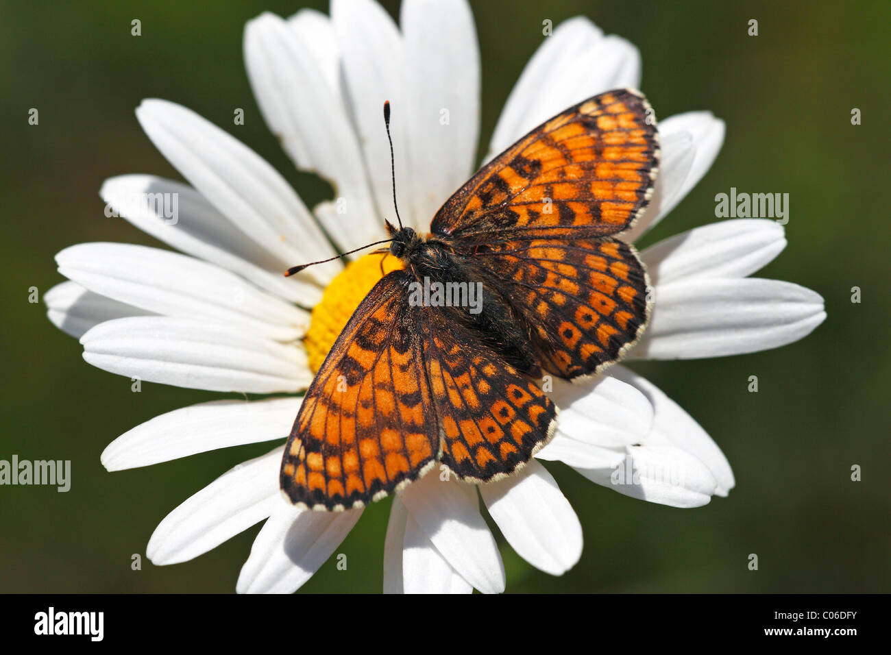 Weibliche Glanville Fritillary (Melitaea Cinxia), Schmetterling sitzt auf bloomin Ochsen-Auge-Daisy (Leucanthemum Vulgare) Stockfoto