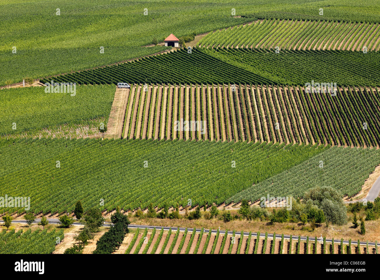 Bin Weinberge auf Wein-Insel in der Nähe von Nordheim, Main, Mainfranken,  Unterfranken, Franken, Bayern, Deutschland, Europa Stockfotografie - Alamy