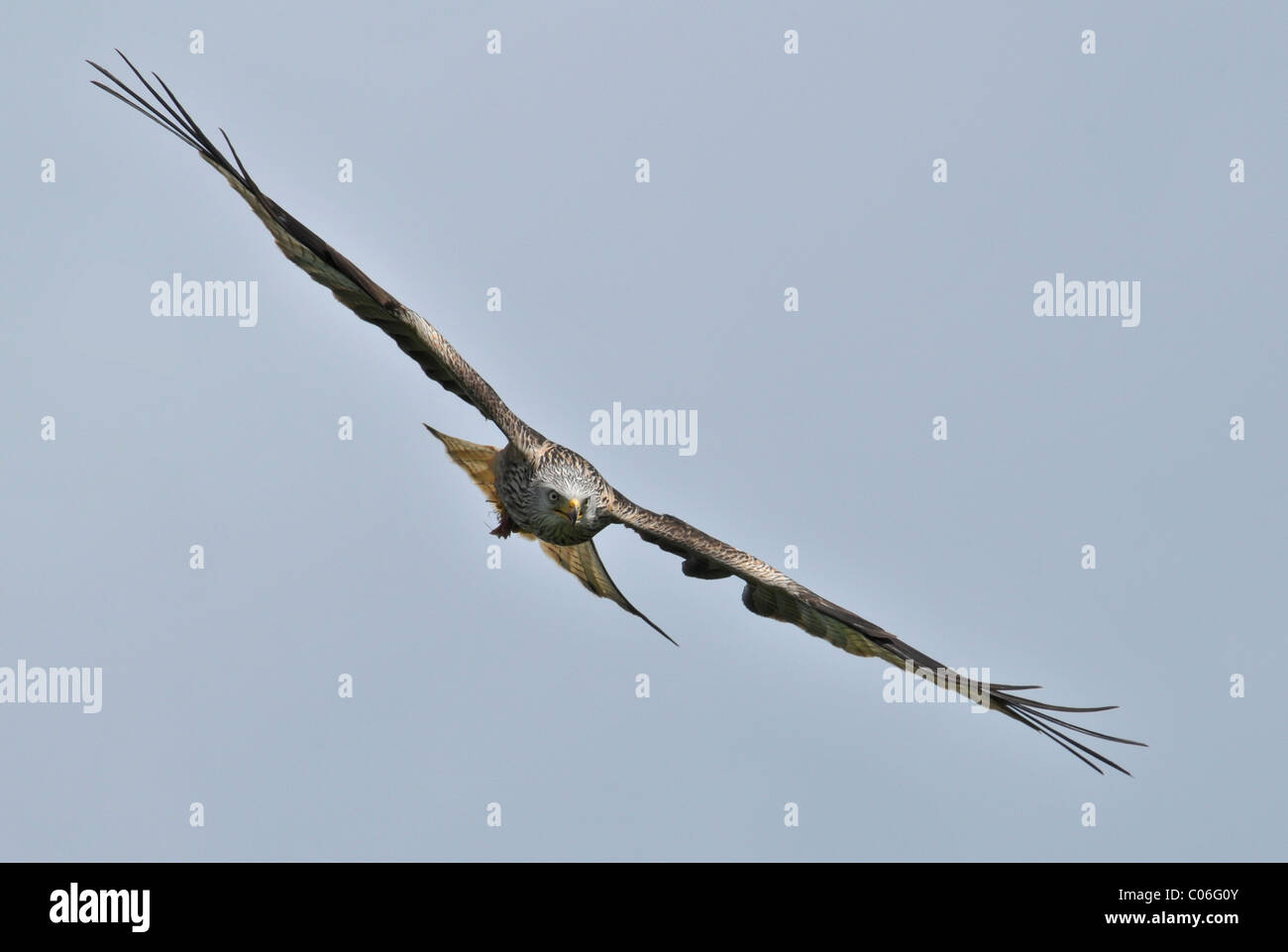 Rotmilan (Milvus milvus) im Flug Stockfoto