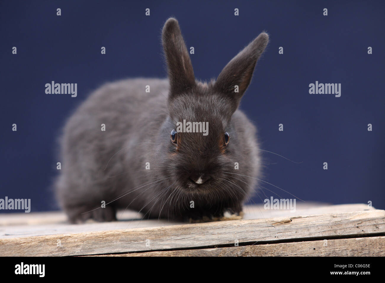 junge Kaninchen Stockfoto