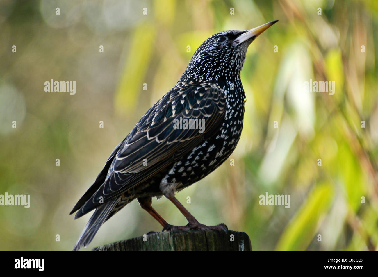 Star (Sturnus Vulgaris) ersten Winterkleid Stockfoto