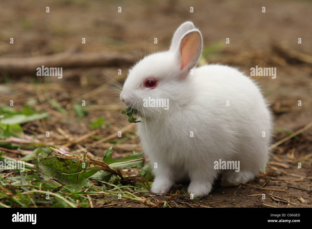 junge Kaninchen Stockfoto
