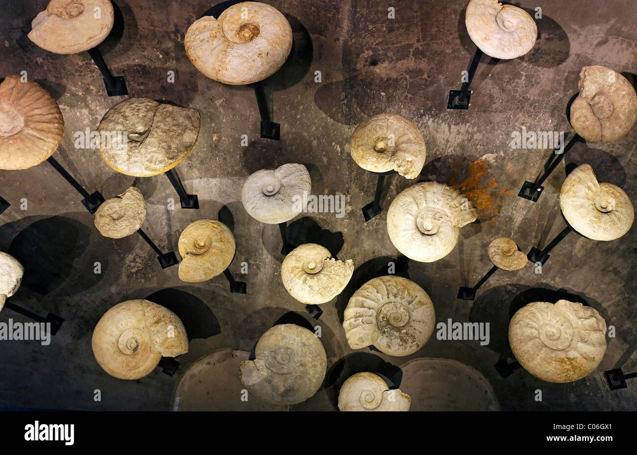 Sammlung von Ammoniten, neue Ruhr Museum, UNESCO World Heritage Site Zeche Zollverein, Essen, Ruhrgebiet-region Stockfoto