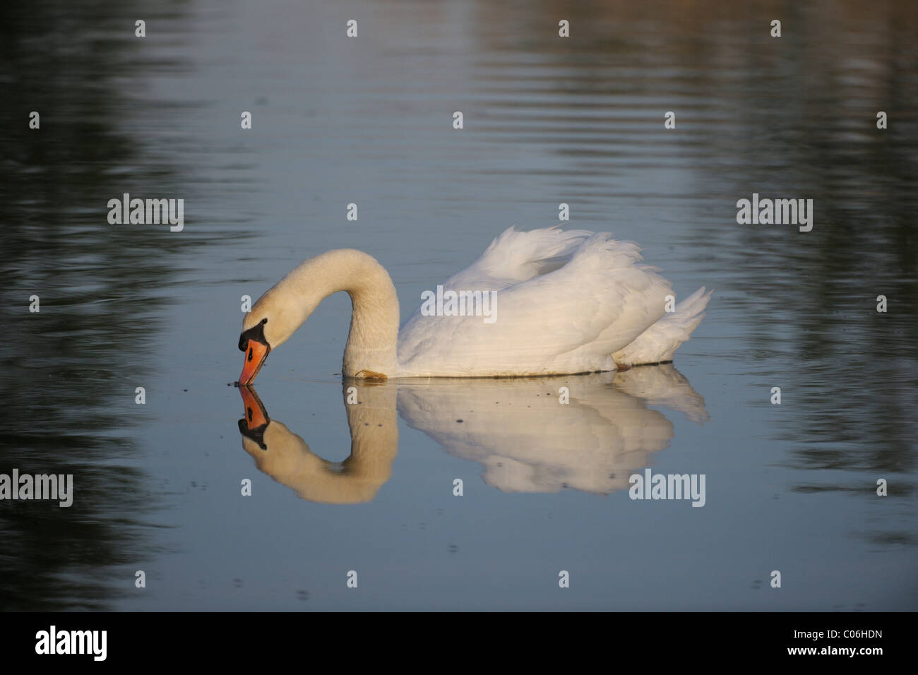 Mute Swan (Cygnus Olor), Schonau Teiche, Triestingtal, Niederösterreich, Europa Stockfoto
