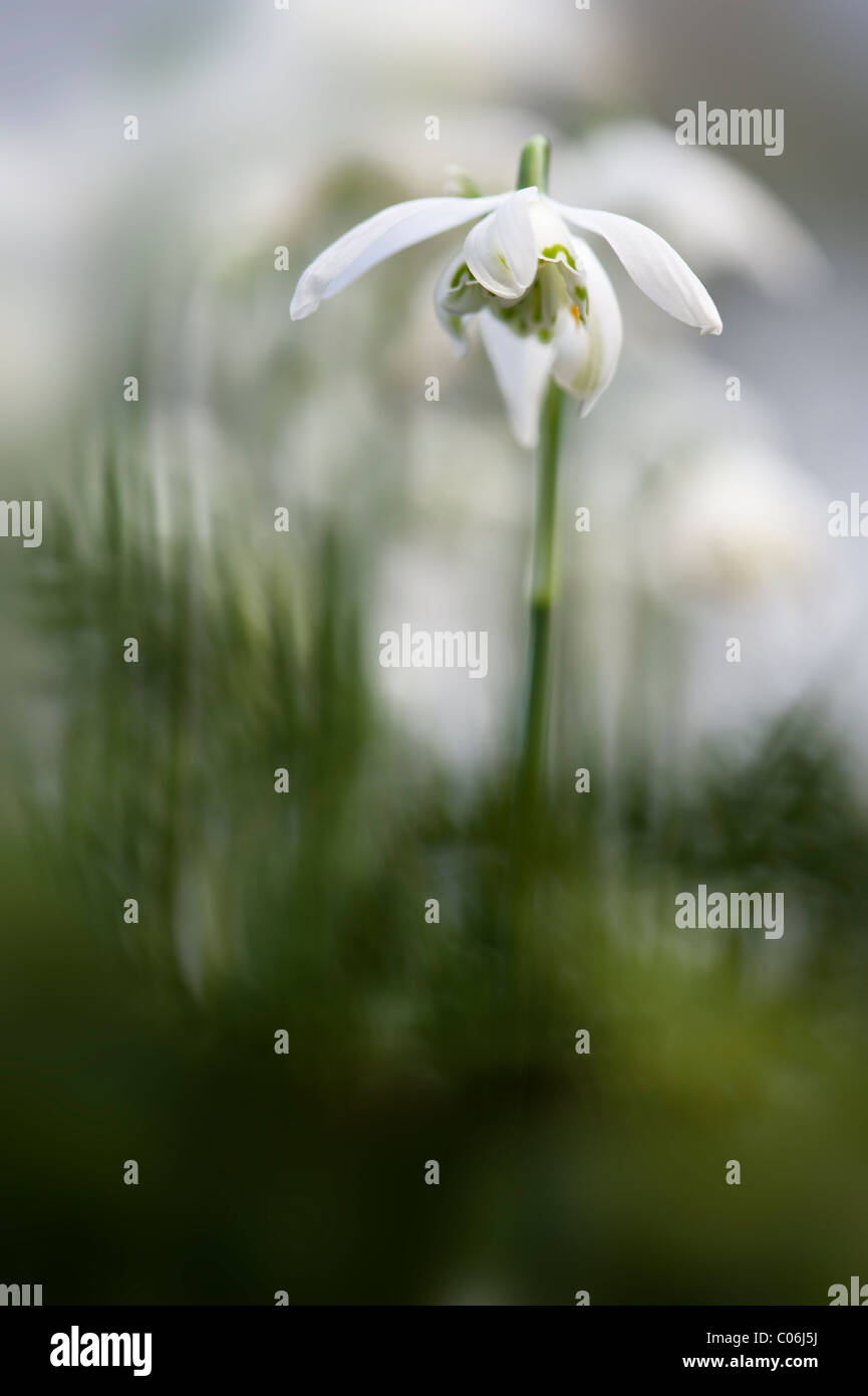 Doppelte blühenden Schneeglöckchen - Galanthus Nivalis 'Flore Pleno' Stockfoto