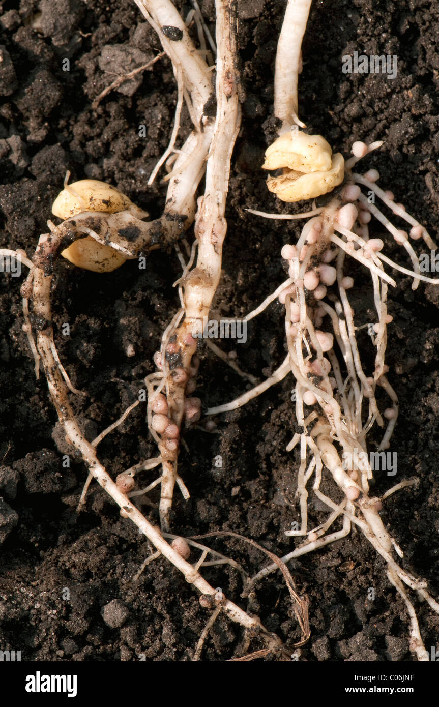 Wurzelknöllchen mit Rhizobium Bakterien an den Wurzeln einer Garten-Erbse (Pisum Sativum). Stockfoto