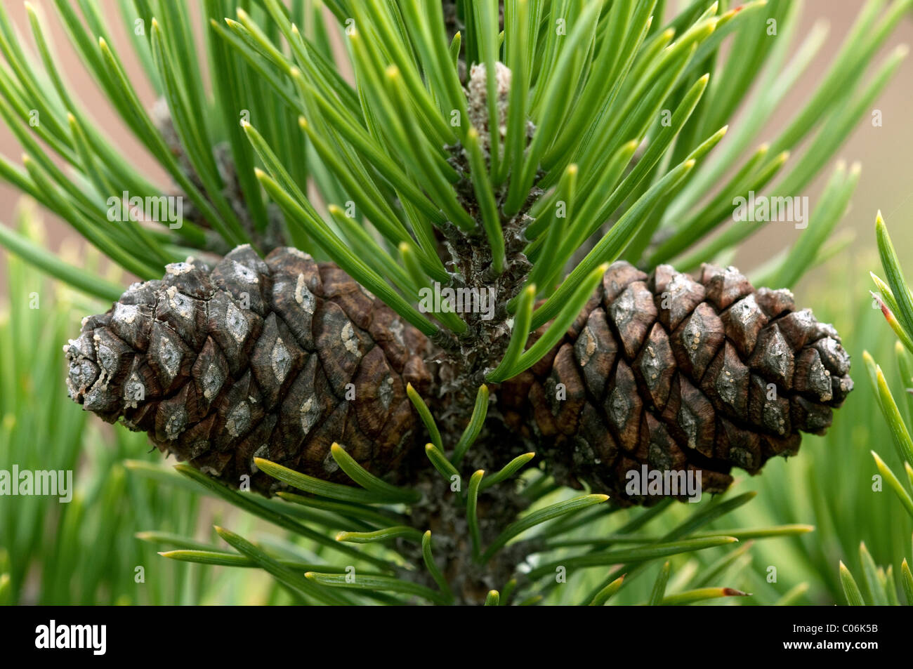 Zwerg Bergkiefer, Latschenkiefer (Pinus Mugo Mugo). Zwei Kegel auf einem Zweig. Stockfoto