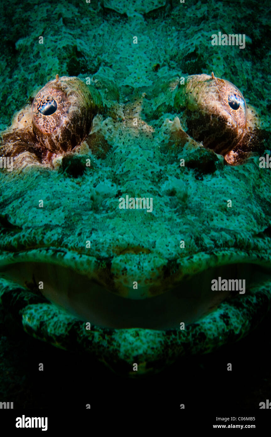 Crocodilefische Indischer Ozean, Rotes Meer, Ägypten Stockfoto