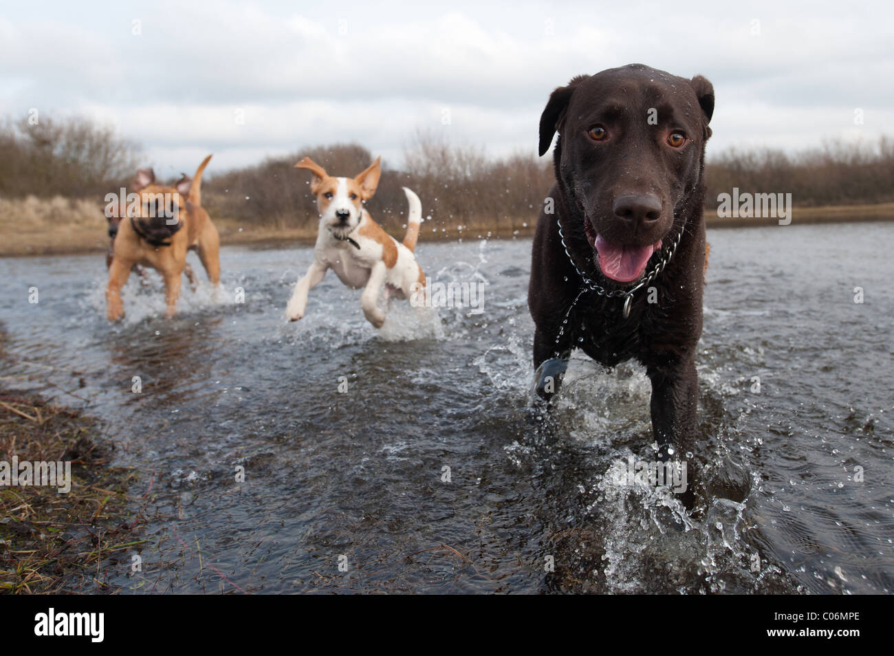 Labrador Retriever und Freunde, die Spaß im Wasser Stockfoto