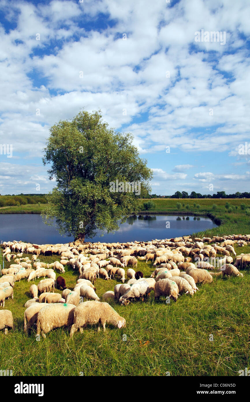 Inländische Schafe (Ovis Ammon F. Aries) Weiden an einem Deich, Mecklenburg Elbe Valley Nature Park, UNESCO-Elbe Stockfoto