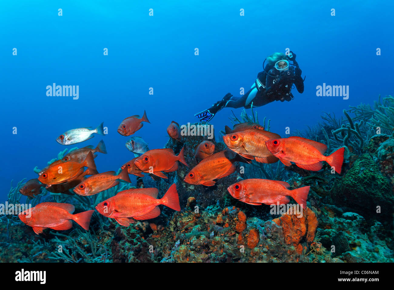 SCUB Taucher mit einer Unterwasserkamera, Unterwasserfotograf, Schwarm roter Bigeye (Priacanthus Hamrur) schwimmen über eine Koralle Stockfoto