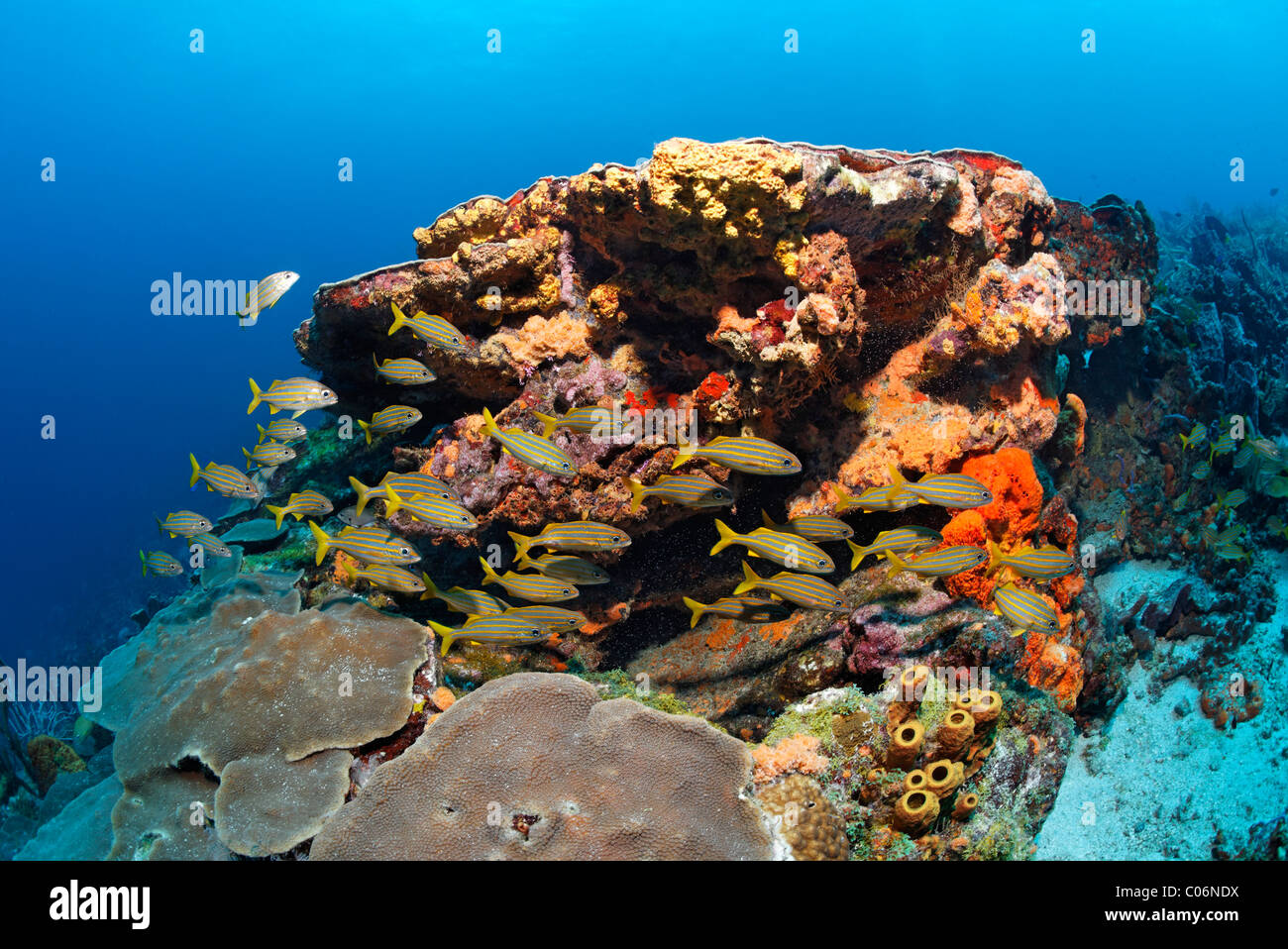 Korallenriffe, Fische, verschiedene bunte Schwämme und Korallen, Smallmouth Grunzen (Haemulon Chrysargyreum), Little Tobago, Speyside Stockfoto