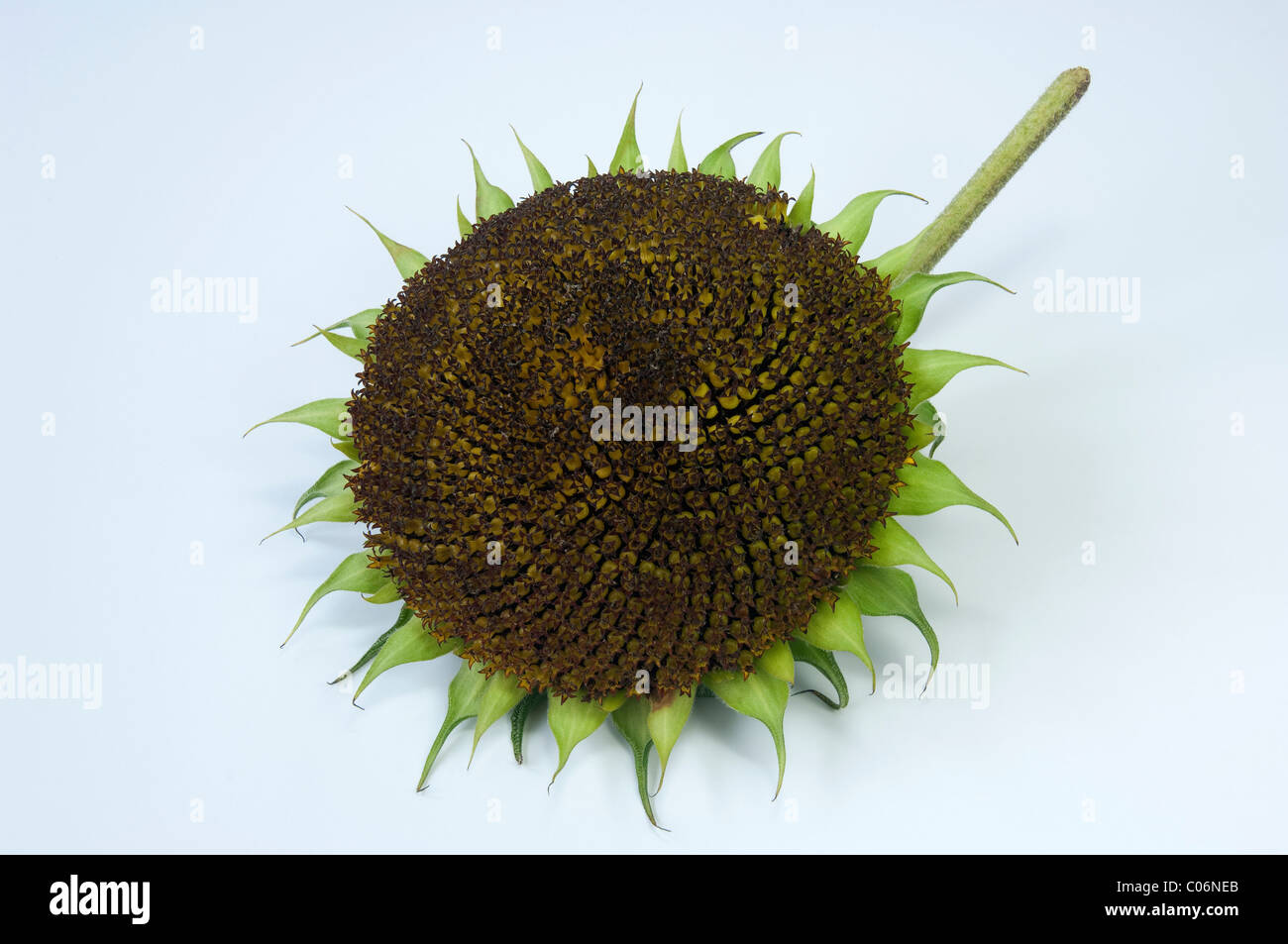 Sonnenblume (Helianthus Annuus). Blütenstand mit unreifen Samen. Studio Bild vor einem weißen Hintergrund. Stockfoto