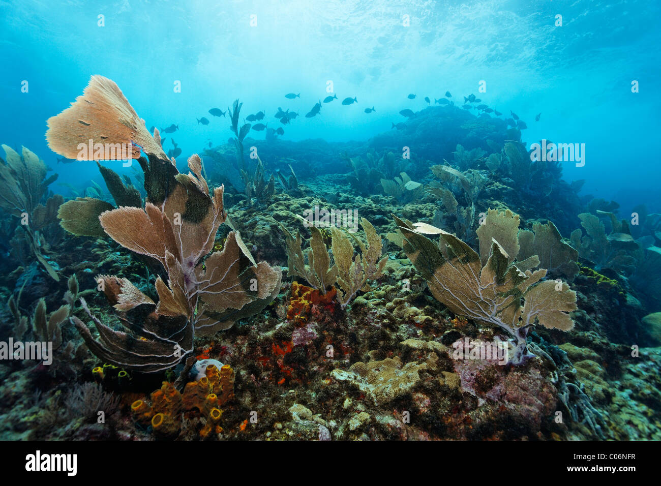 Starke Wellen und Strömungen, Venus Gorgonien (Gorgonia Flabellum), Fischschwarm, Bermuda-Ruder Korallenriff Fische (Kyphosus Stockfoto