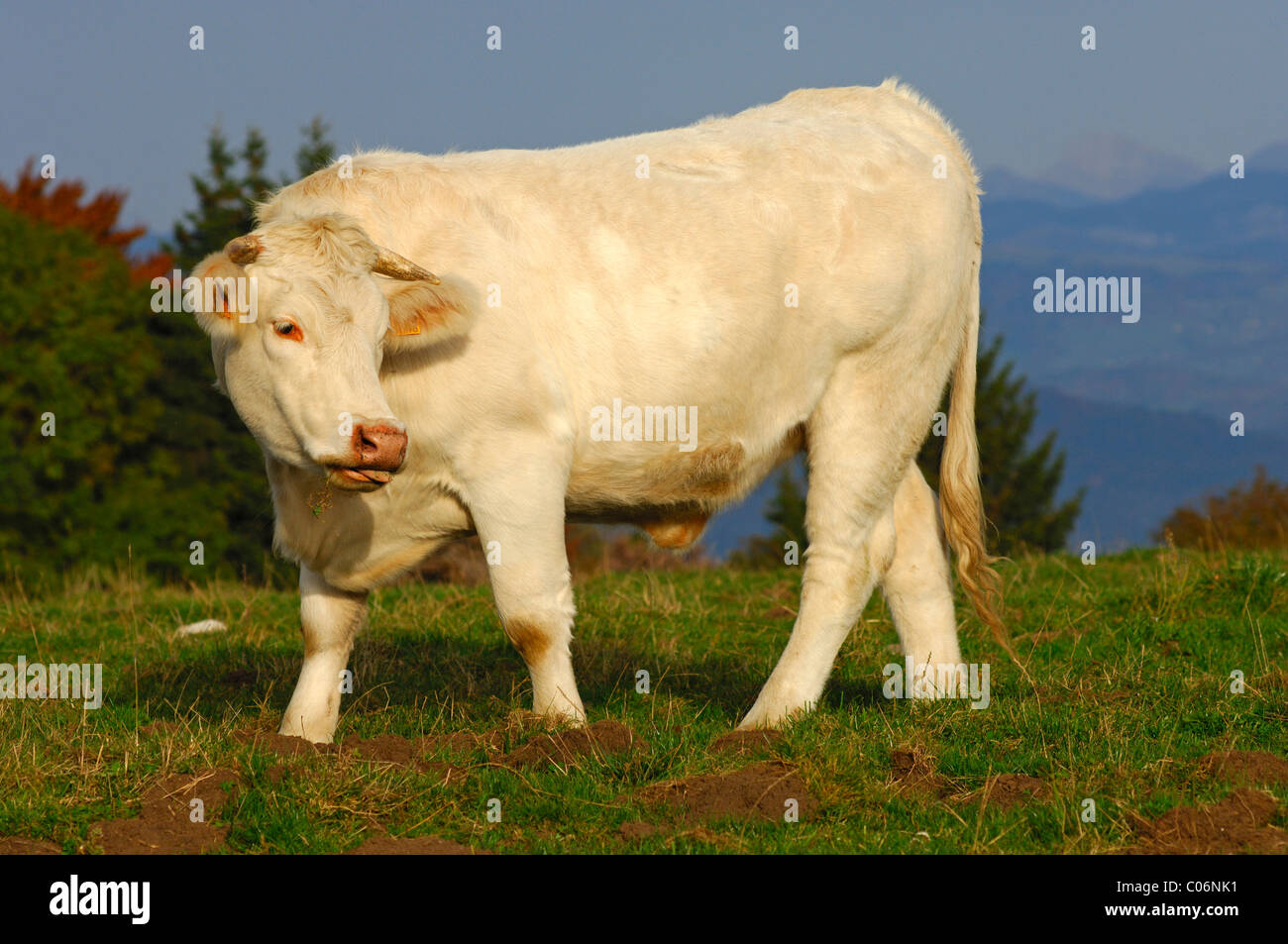 Charolais-Rinder auf einer Alm, Frankreich, Europa Stockfoto