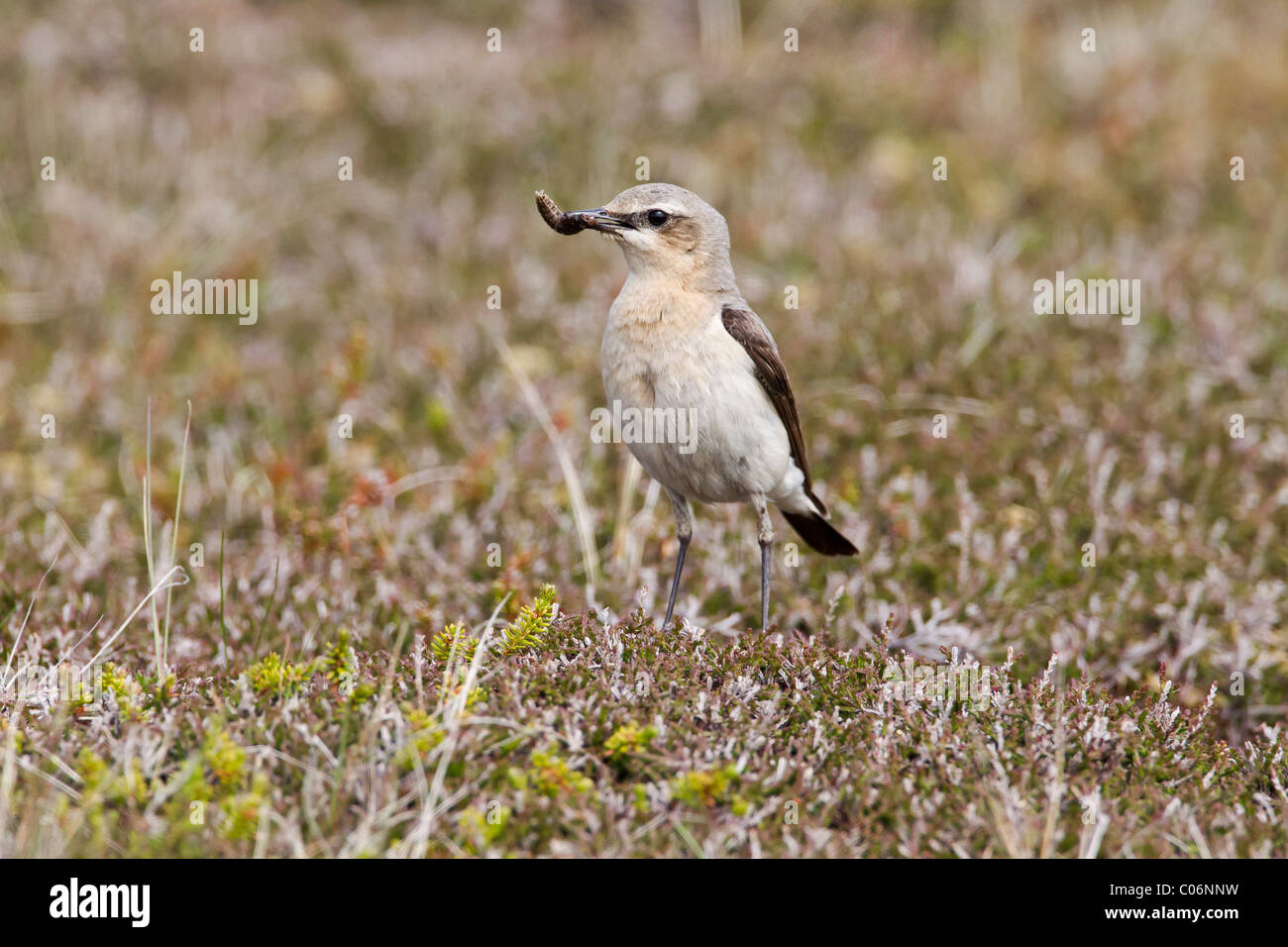 Steinschmätzer posiert in einem Moor-Ambiente mit Insekten in ihrem Schnabel Stockfoto
