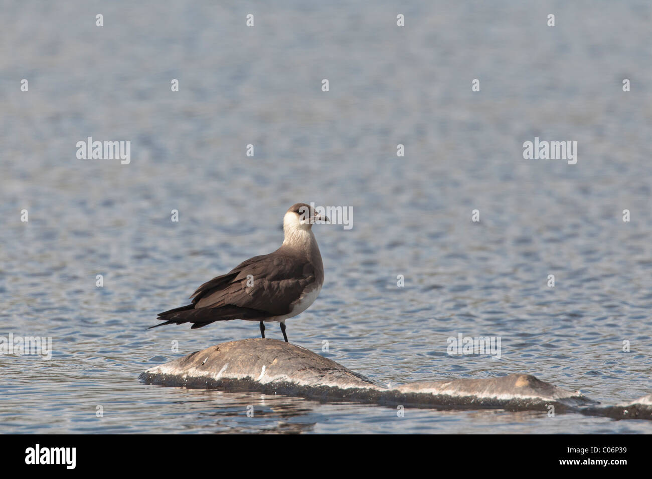 Arktisches Skua thront auf einem Felsen in einem Süßwasser-See Stockfoto