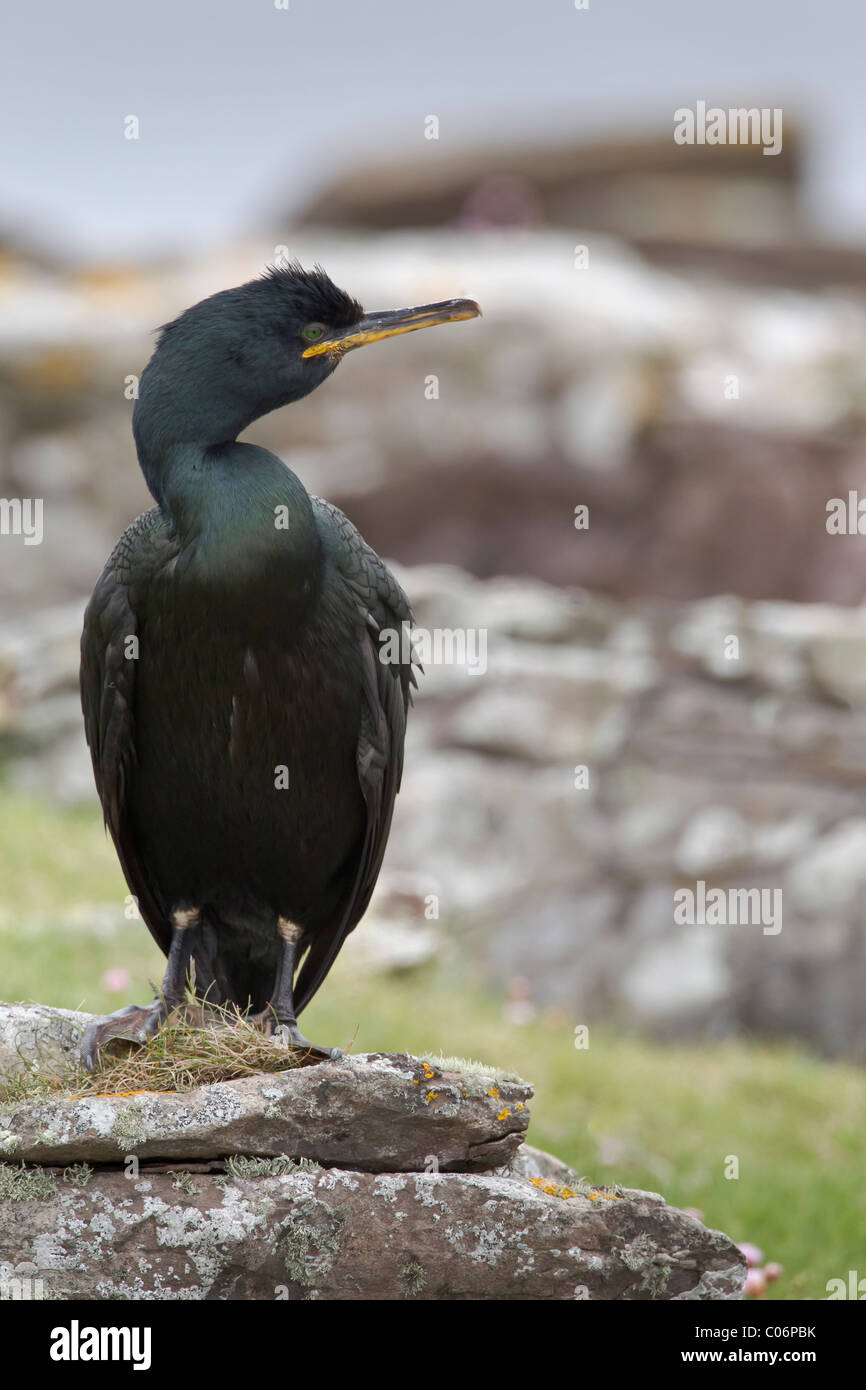 Porträt von einem Shag thront auf einem Felsen in einem Küstenlage Stockfoto