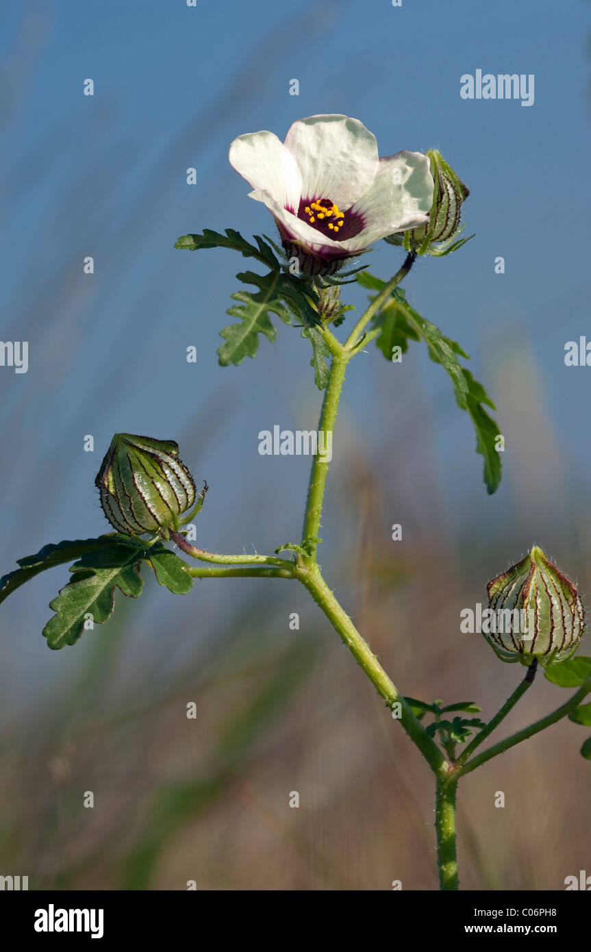 Blume-von-ein-Stunde (Hibiscus Trionum), blühender Zweig. Stockfoto