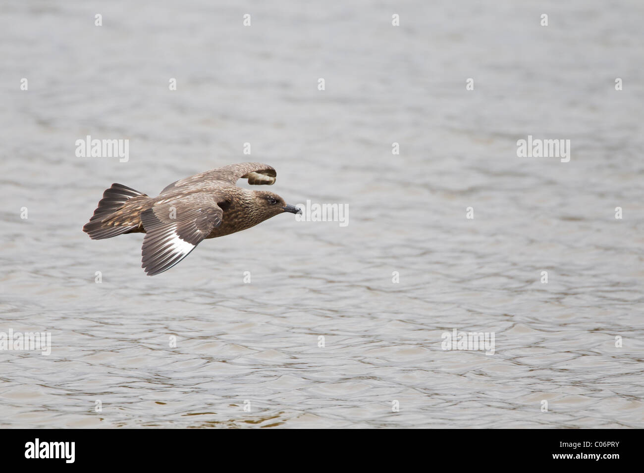 Great skua im Flug über Wasser Stockfoto