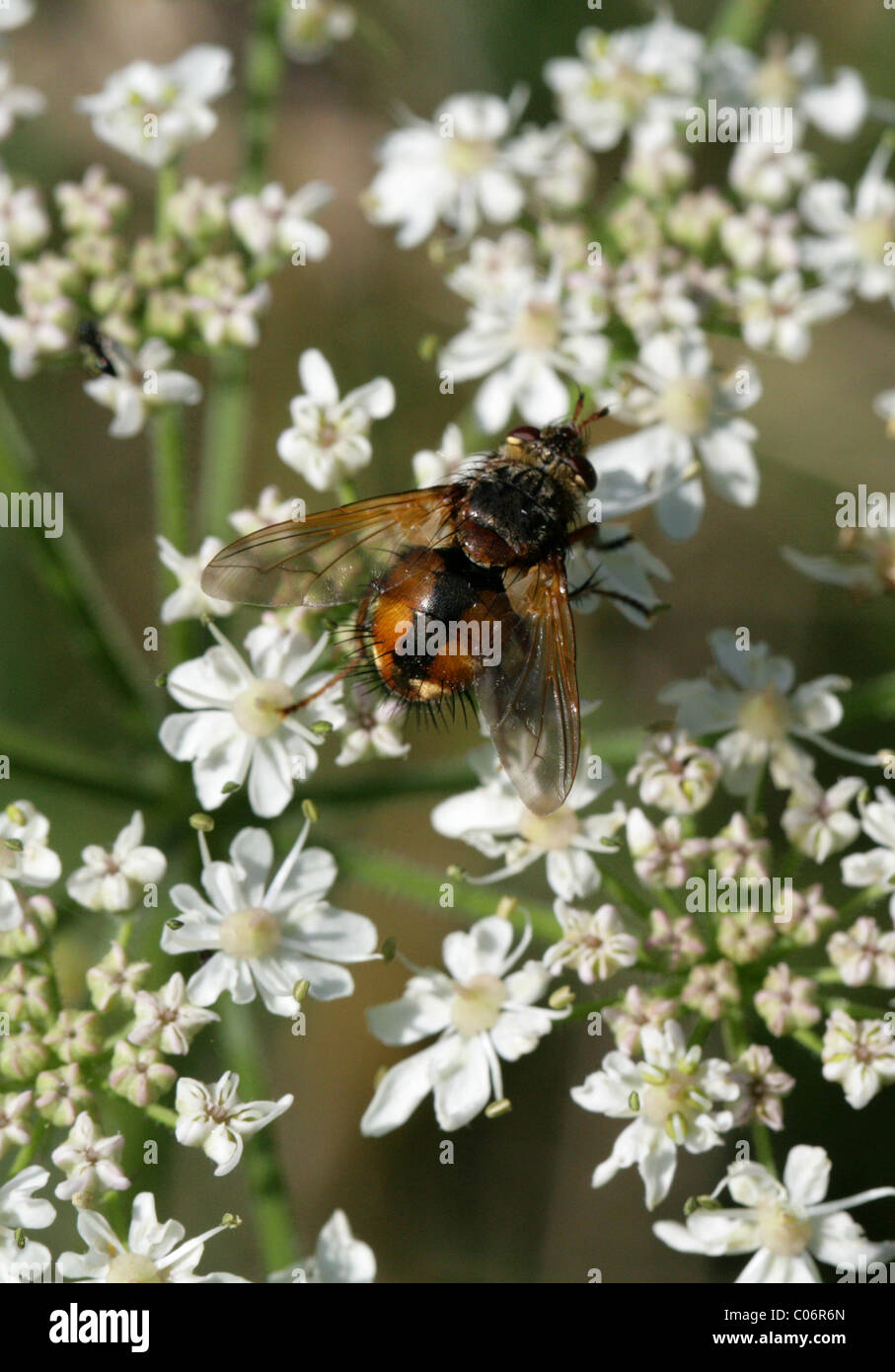 Tachinid Fly, Tachina Fera, Tachininae, Tachinidae, Diptera Aka Laus fliegen, Fieber fliegen, Tachnid auf Stängelpflanzen. Parasitische fliegen. Stockfoto