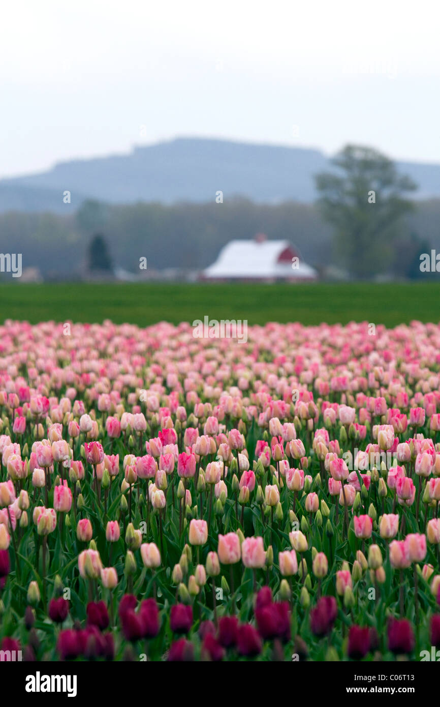 Schaugarten der Frühjahrsblüher Tulpen im Skagit Valley, Washington, USA. Stockfoto