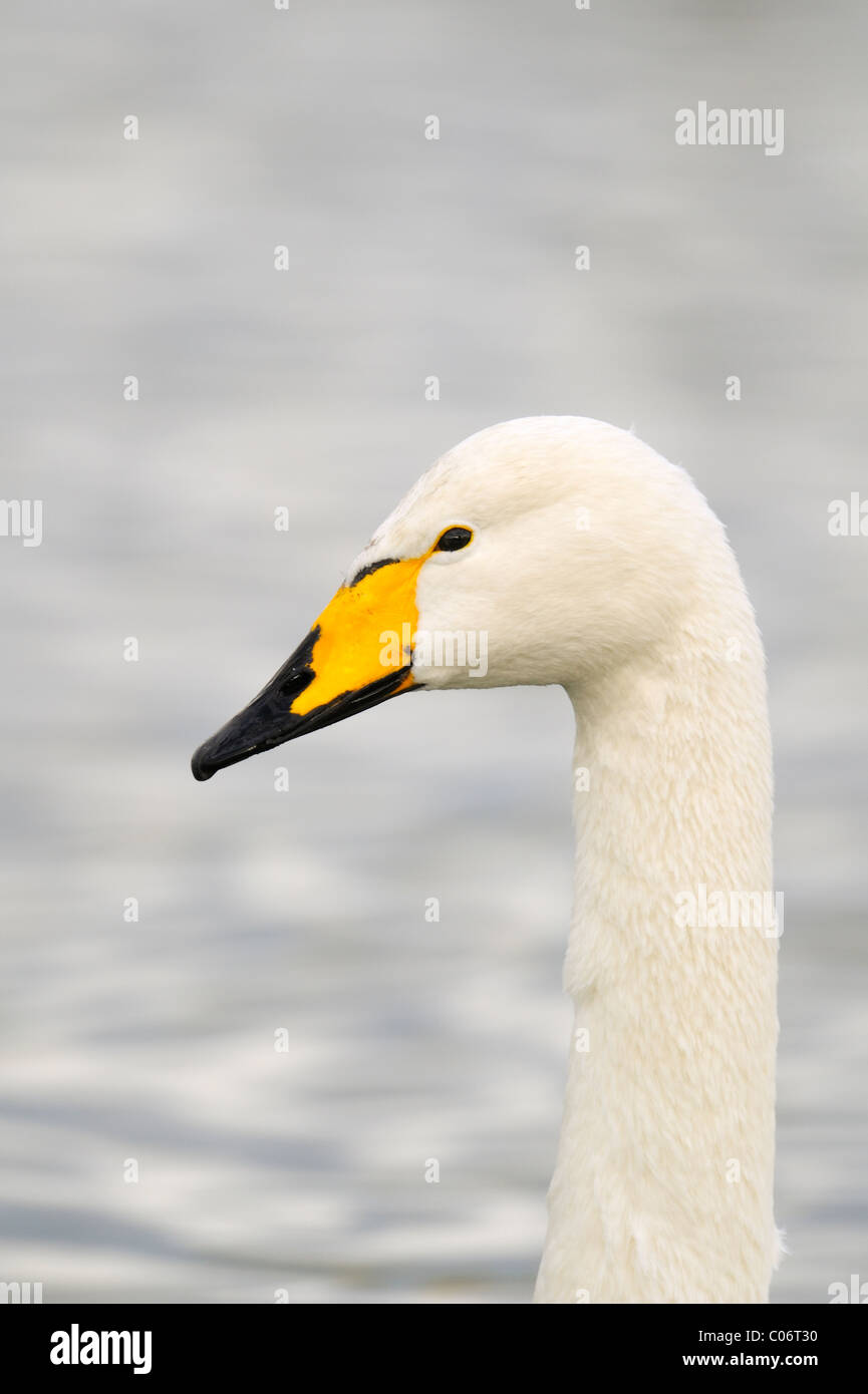 Whooper Schwan, Cygnus Cygnus, Caerlaverock WWT Schottland Stockfoto