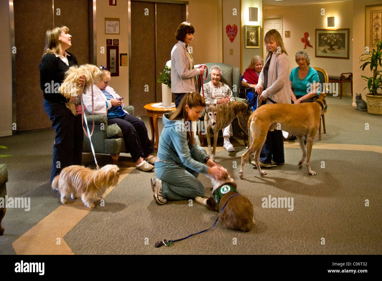 Ruhestand Heimbewohnern in Aliso Viejo, Kalifornien spielen mit Therapiehunde von Freiwilligen Frauen gebracht. Stockfoto