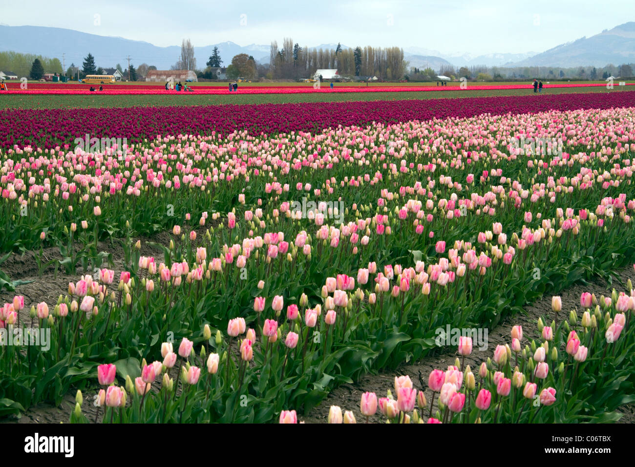 Schaugarten der Frühjahrsblüher Tulpen im Skagit Valley, Washington, USA. Stockfoto