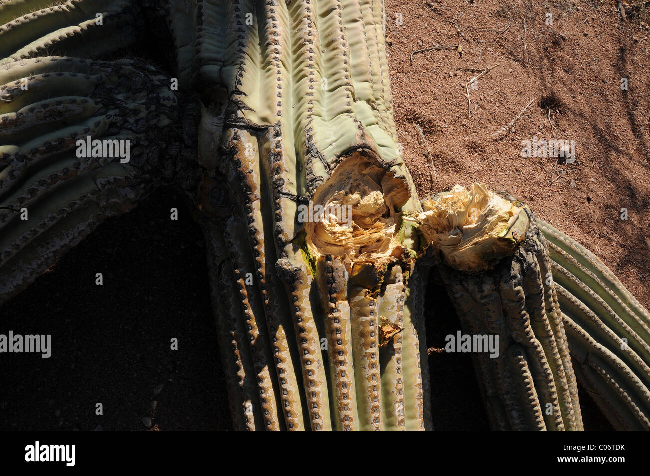 Saguaro-Kaktus wächst in Ironwood Forest National Monument, Sonora-Wüste, Marana, Arizona, USA. Stockfoto