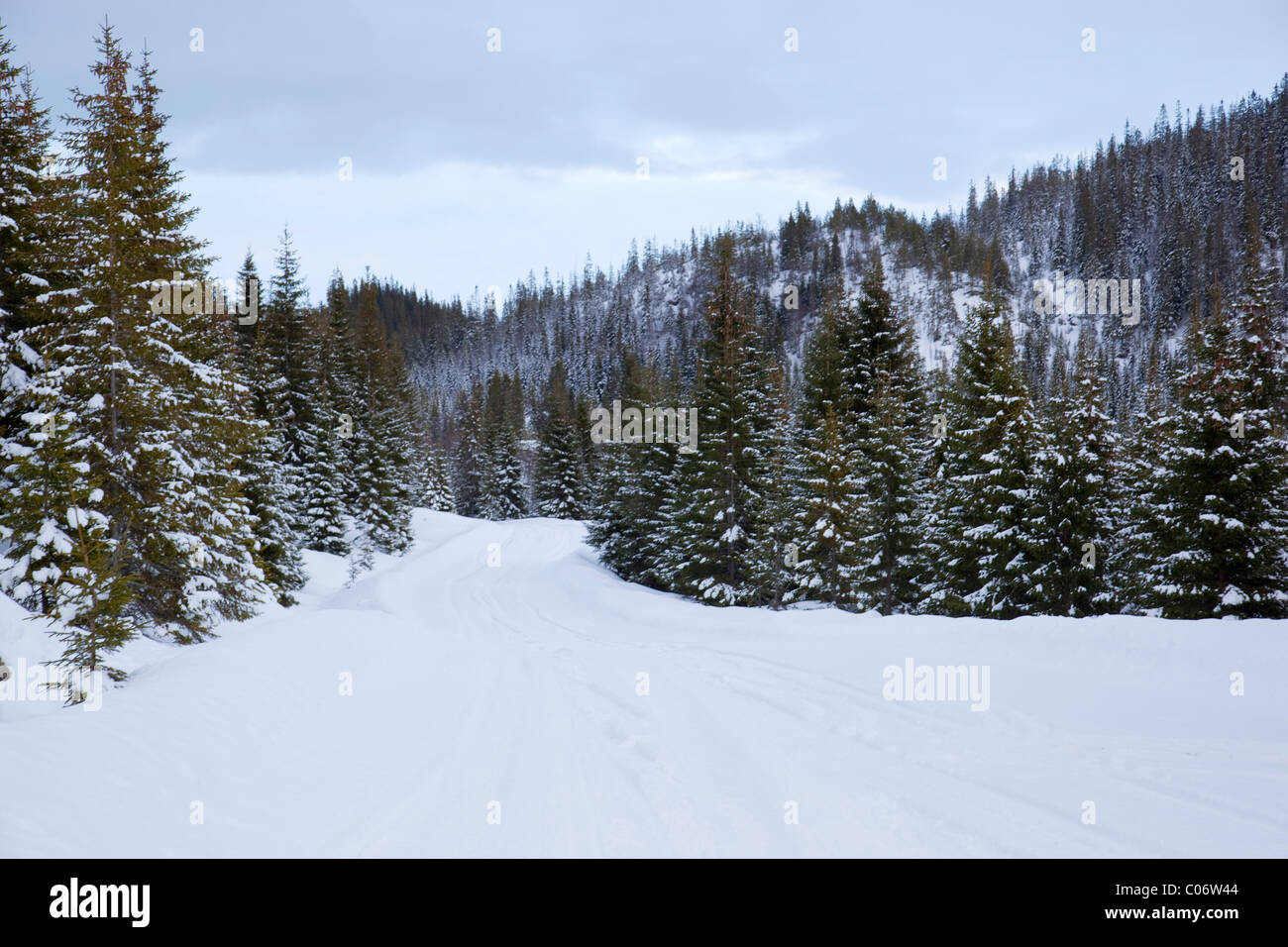 Wald im Schnee; Vogel-Futterstation; Norwegen Stockfoto
