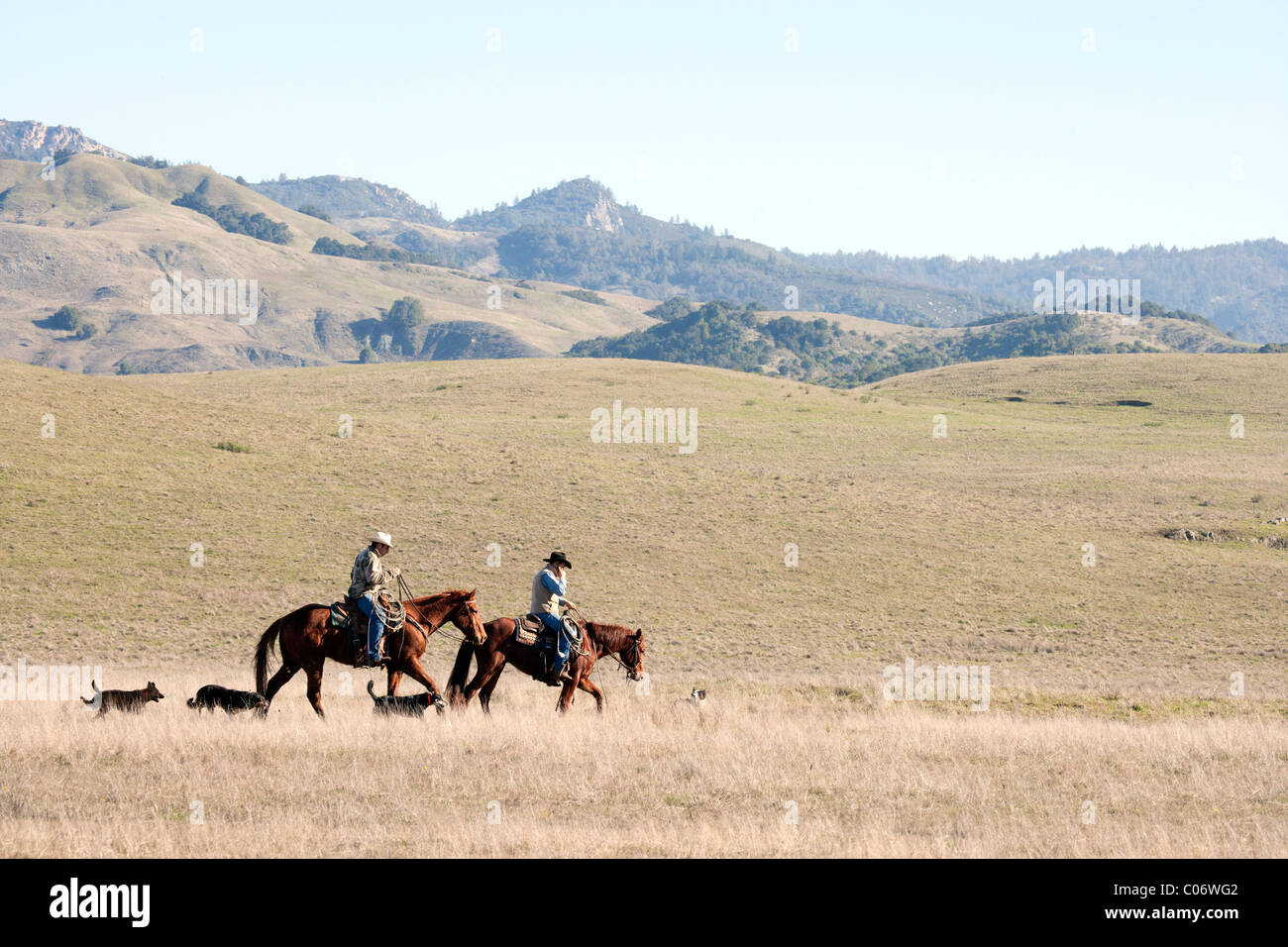Cowboy auf Pferd sprechen auf einem Handy Stockfoto