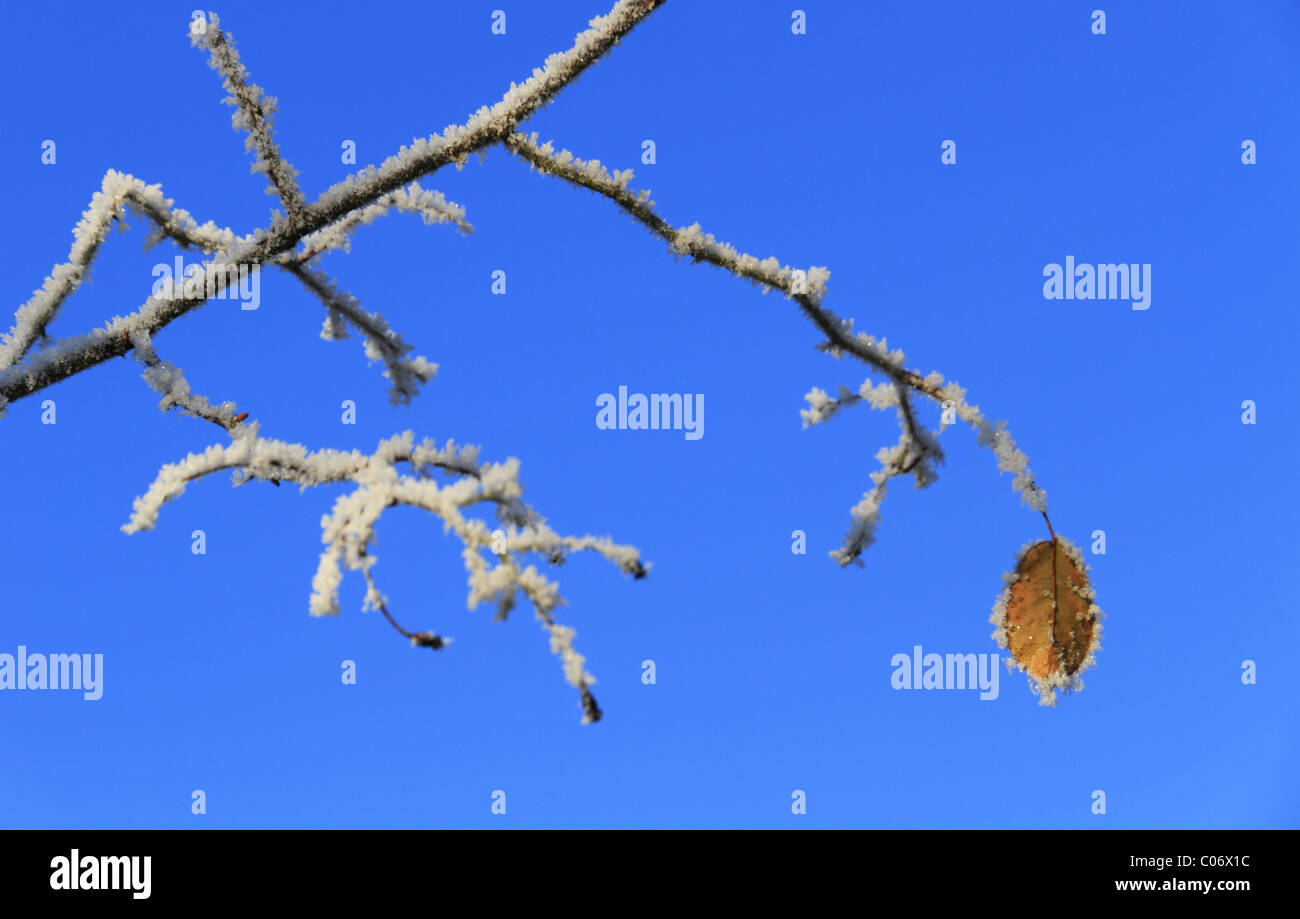 Das letzte Blatt des Winters auf einer Silber-Birke. Stockfoto