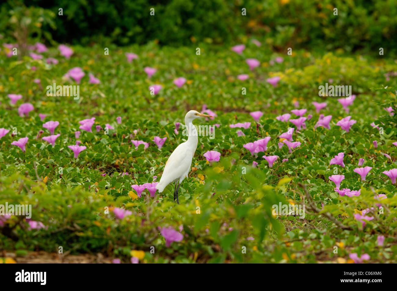 Kuhreiher (Bubulcus Ibis) Bundala SriLanka Stockfoto