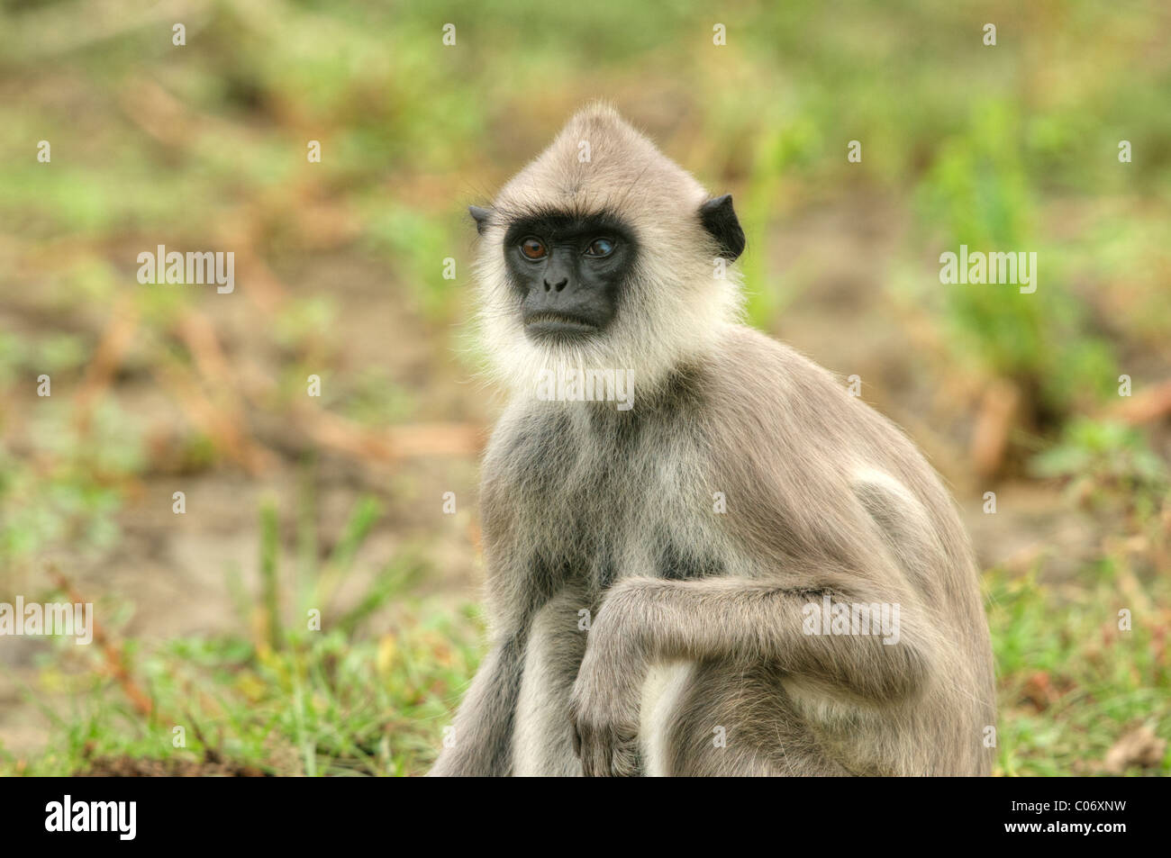 Eine graue Languren monky, Yala-Nationalpark Sri Lanka Stockfoto