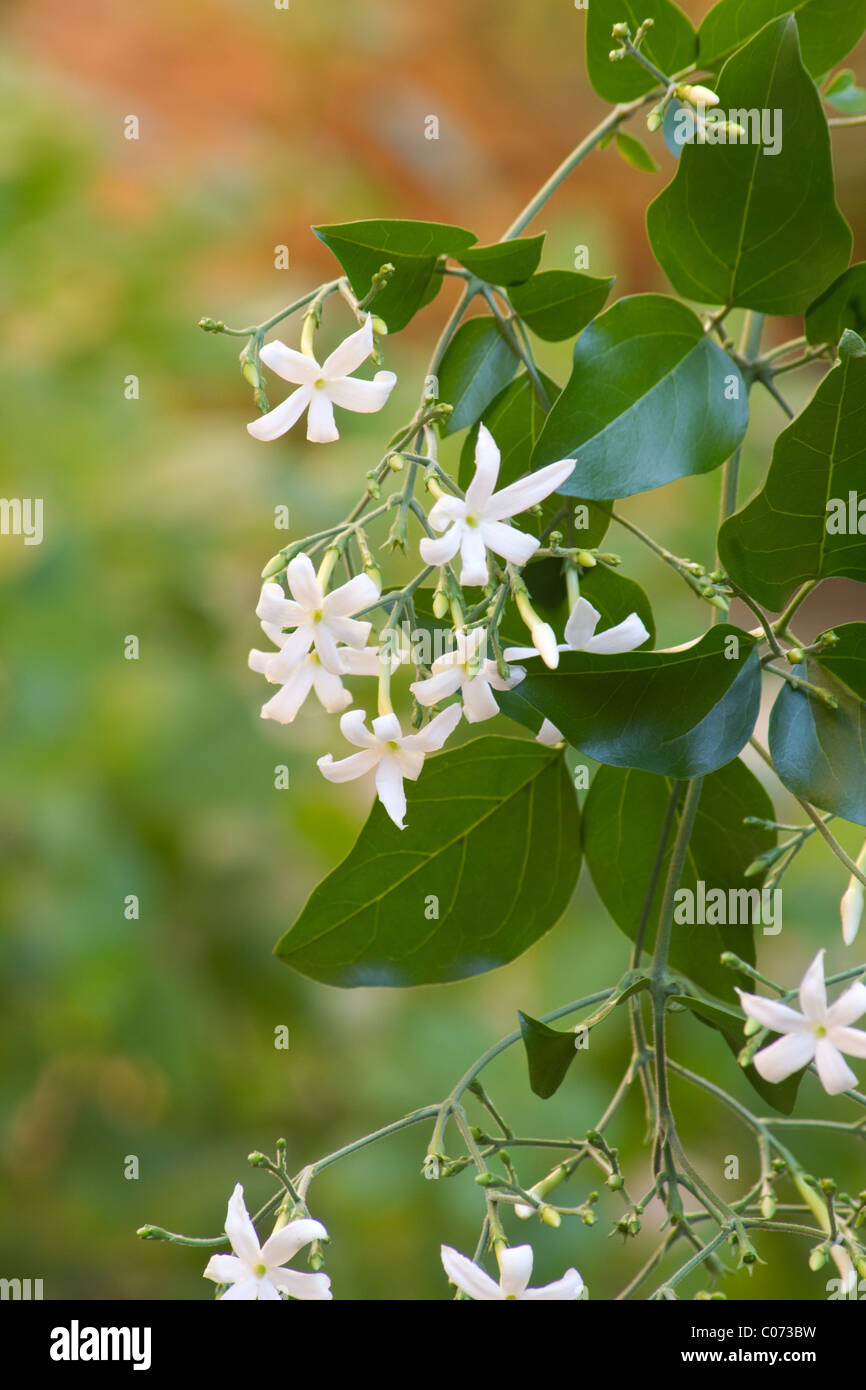 Azoren-Jasmin-Pflanze in voller Blüte Stockfoto