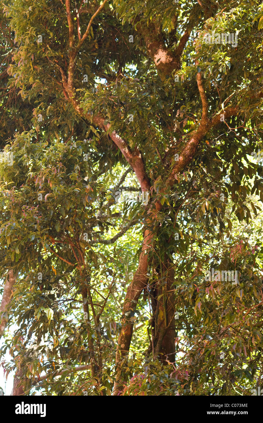 Strecke von montane Wald in Sao Paulo Brasilien Stockfoto