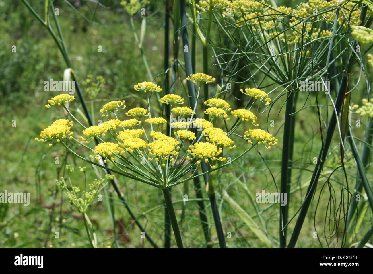 FenchelPflanze (Foeniculum Vulgare) in voller Blüte Stockfotografie