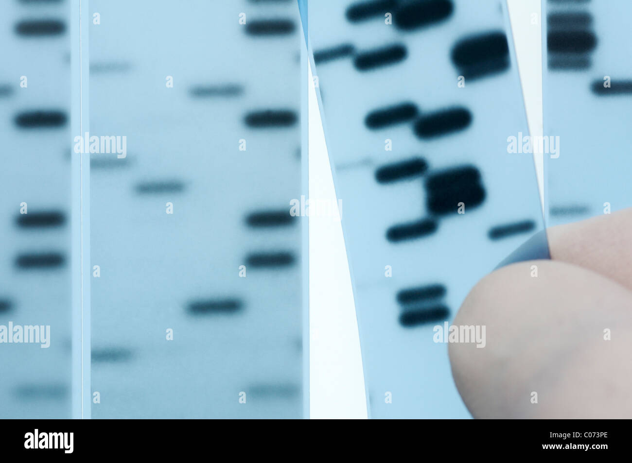 DNA-Sequenzierung. Wissenschaftler verweist auf Bänder, Nukleotidbasen (A, C, T, G) im Röntgenbild eines Gels darstellt.  Sanger Methode. Stockfoto