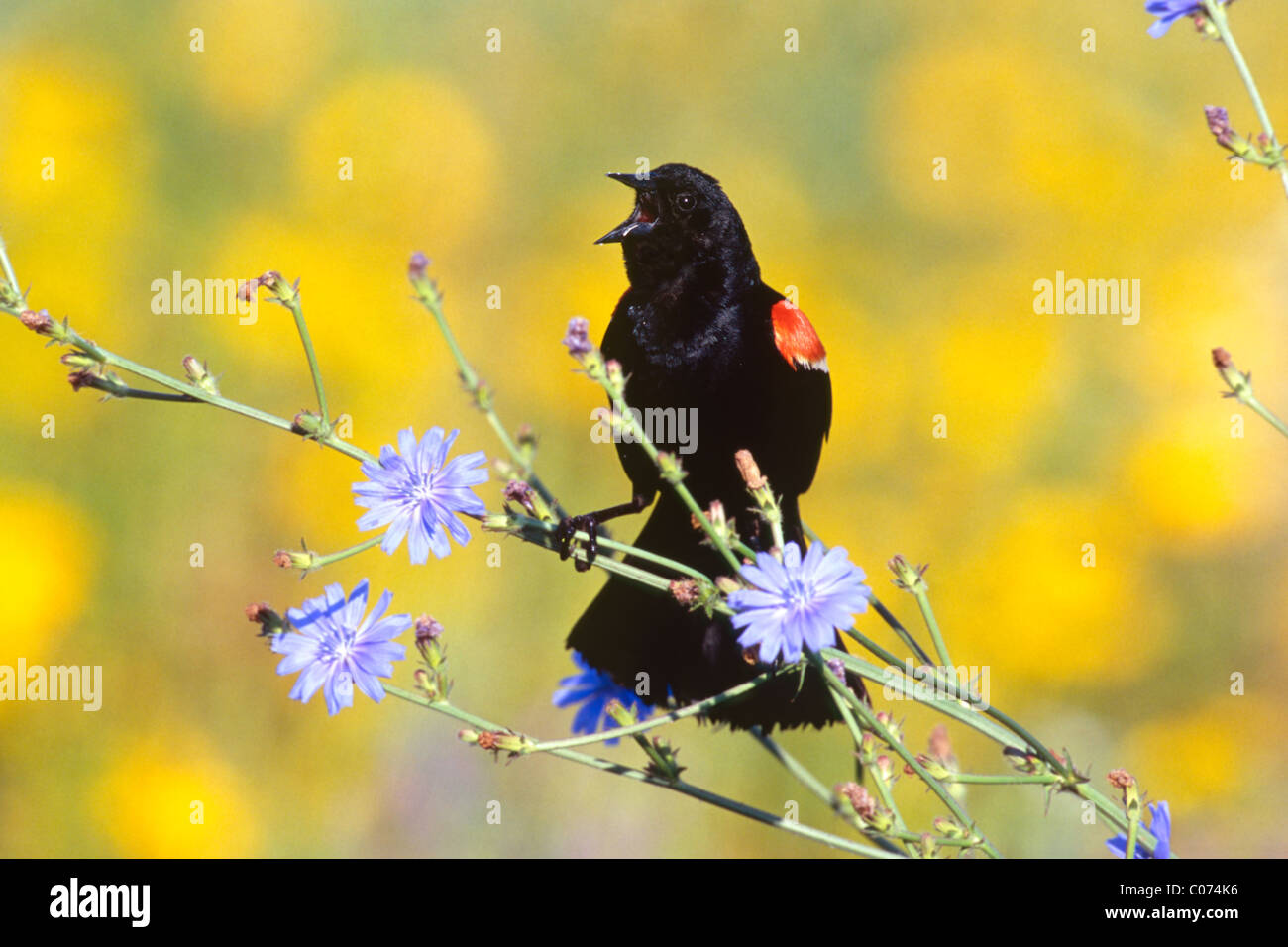 Rotschulterstärling Gesang in Chickory Blumen Stockfoto