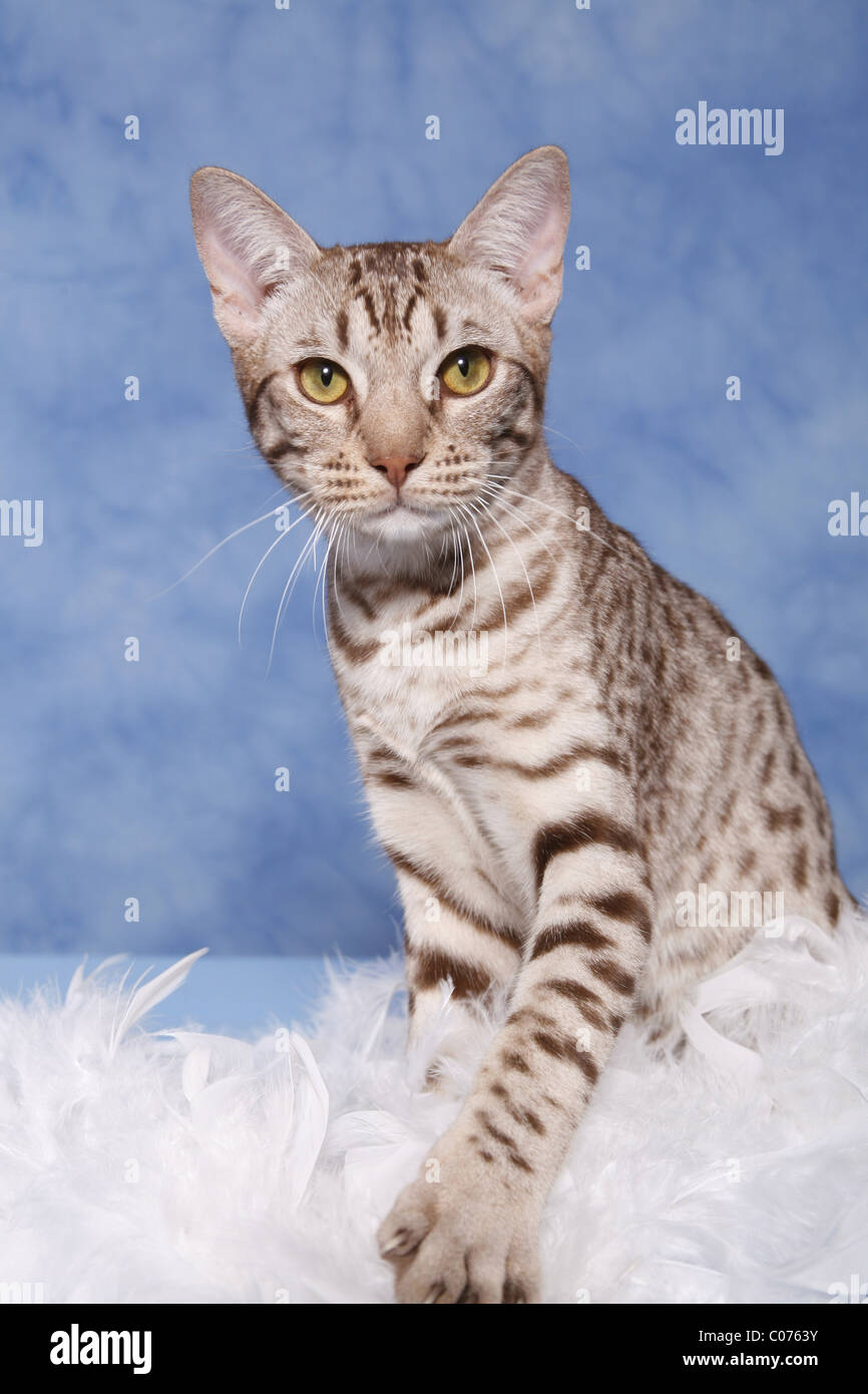 Ocicat Kater / tomcat-Ocicat Stockfoto